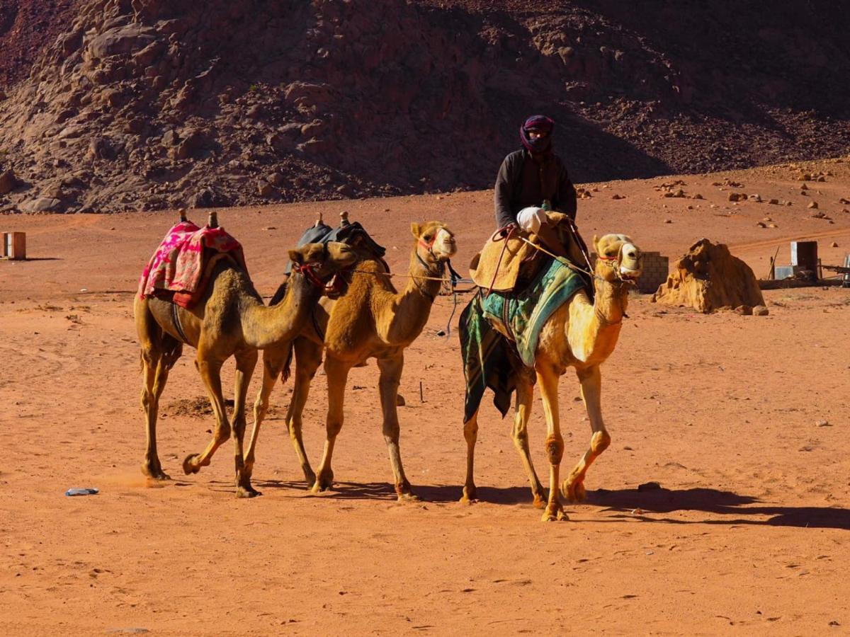Bedouin Host Camp& With Tour *